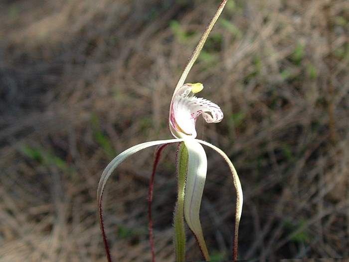 Caladenia - orchidaceae_white_spider_3.JPG